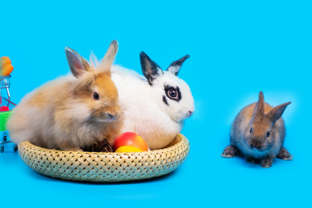 Rabbits and bamboo baskets. Place vegetables on a blue background.の写真素材
