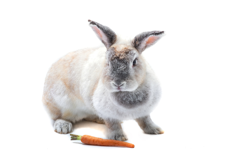 Cute red baby easter rabbit eating carrot on white backgroundの写真素材