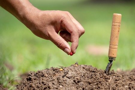 man hand planting a seed in soil and save wold conceptの写真素材