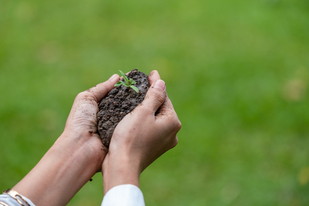 Hands holding a green young plant and lightの写真素材