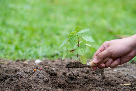 Hands holding a green young plant and lightの写真素材