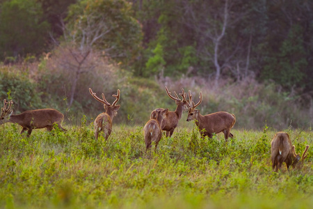 Family Sunset Deer at Thung Kramang Chaiyaphum Province, Thailandの写真素材