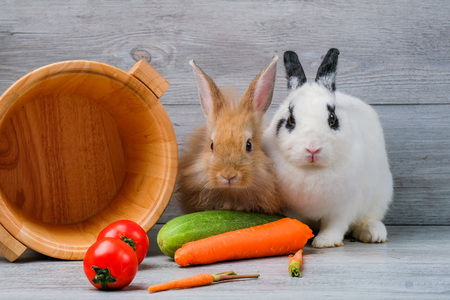 Rabbits on wooden floors, carrots, cucumbers, tomatoes and barrels on wooden floorsの写真素材
