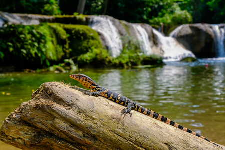 Baby Water Monitor Varanus salvator Live on the timber around the waterfallの写真素材