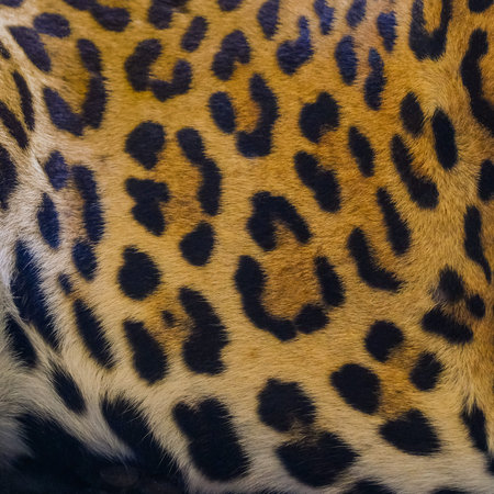 Close up leopard spot pattern texture background