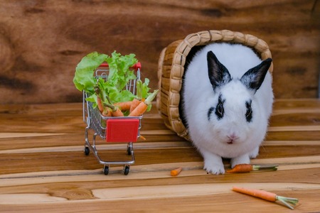 Rabbits on wooden floors, carrots, cucumbers, tomatoes and barrels on wooden floorsの写真素材