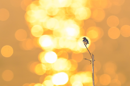 Swallows and suns reflect the sunriseの写真素材