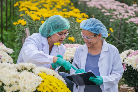 Asian Woman researchers and chrysanthemum data recording in the gardenの写真素材