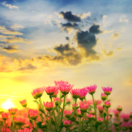 Beautiful chrysanthemum with sunsets in the gardenの写真素材