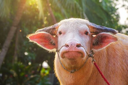 Albino buffalo and sunshine in the evening in the Thai countrysideの写真素材