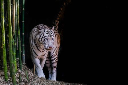 White tiger on a black background with bamboo treesの写真素材
