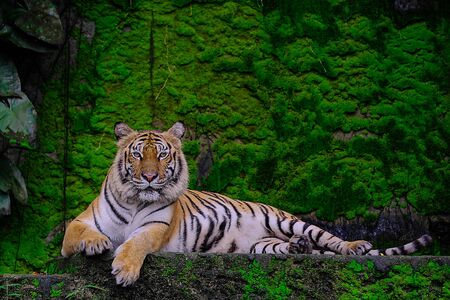 Bengal Tiger in forest show head and legの写真素材
