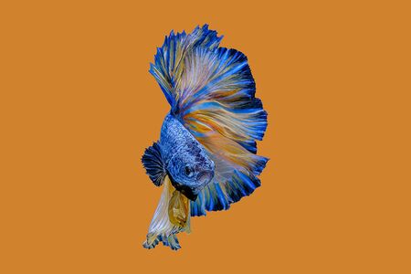 Siamese fighting fish, fighting fish on an orange backgroundの写真素材