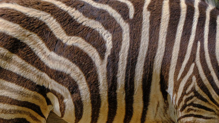 South africa kruger wildlife nature reserve and wild zebra skin abstract background