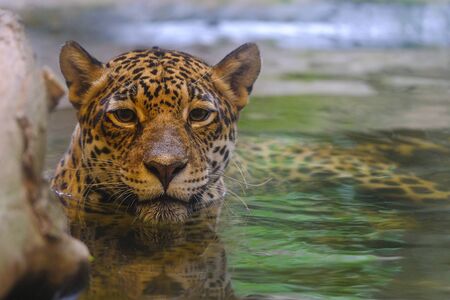 Leopards soak in the water and look at the cameraの写真素材