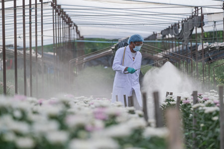 Male researchers inject fertilizer into chrysanthemum experiment plots