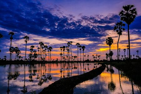 Sugar palm trees on the paddy field in sunrise, Pathum Thani Province, Thailandの写真素材