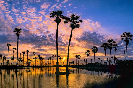 Sugar palm trees on the paddy field in sunrise, Pathum Thani Province, Thailandの写真素材
