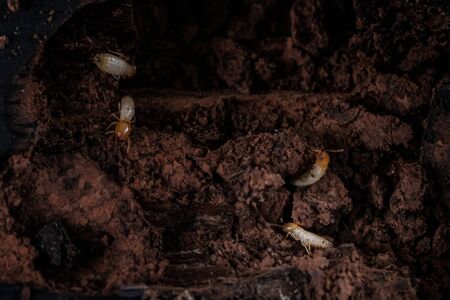 Close up termites or white antsの写真素材