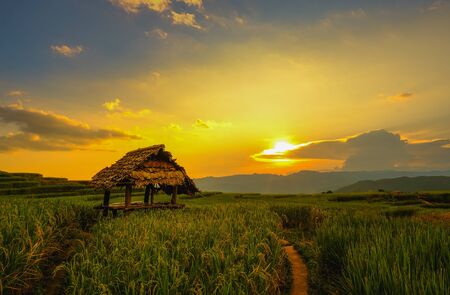 Landscape view of green terraced rice field in Pa Pong Pieng , Mae Chaem, Chiang Mai, Thailand on sunset time.の写真素材