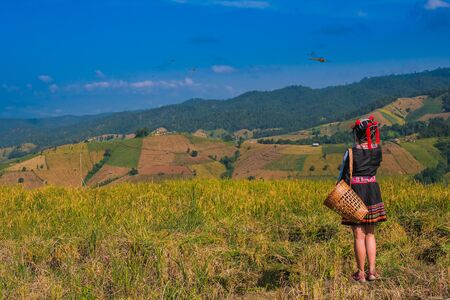 A beautiful farmer girl with straw in rice fields in northern Thailandの写真素材