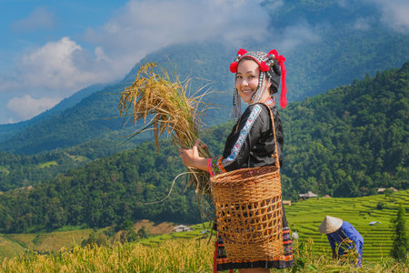 A beautiful farmer girl with straw in rice fields in northern Thailand