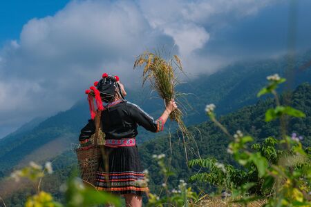 A beautiful farmer girl with straw in rice fields in northern Thailandの写真素材