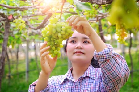 Young woman looking at a bunch of grapesの写真素材