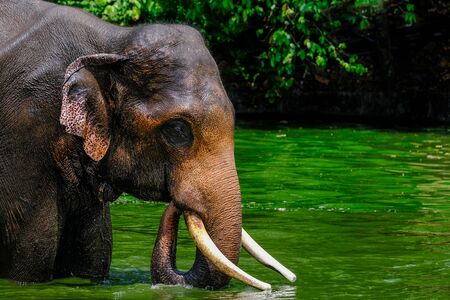 Thai, Asian elephant playing in the waterの写真素材