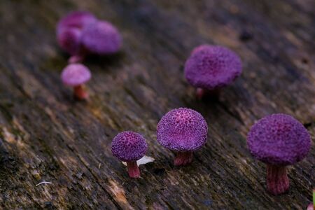 Purple mushrooms grow on the wood in the forest.の写真素材