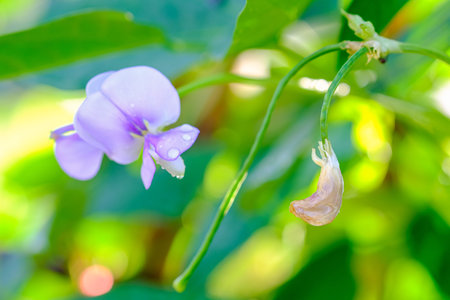 Beautiful Yardlong beans flower in the garden in tropical.