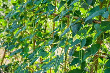 Organic Yardlong Bean Farm,Sufficiency economy.の写真素材