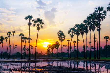 Sugar palm trees on the paddy field in sunrise, Pathum Thani Province, Thailandの写真素材