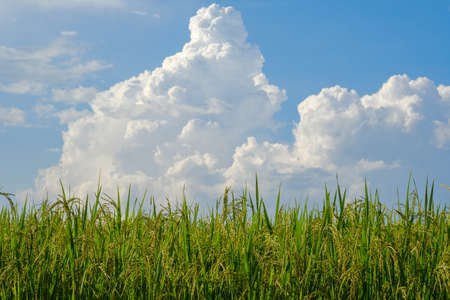 Rice grown in the mountains of northern Thailand has a sky background.の写真素材