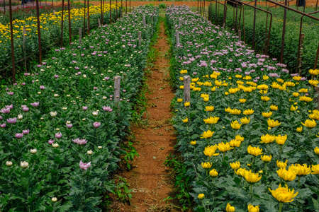 Garden path in beautiful chrysanthemum flowersの写真素材