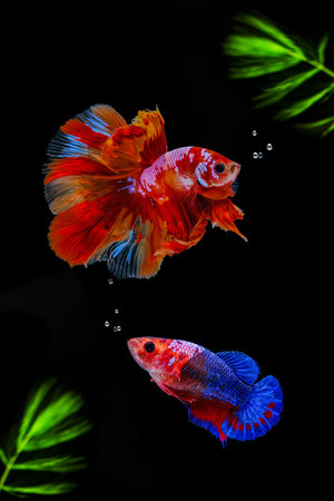 Siamese fighting fish on a black background with green algae.