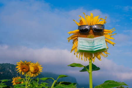 Sunflowers with Wearing glasses and Hygienic mask to prevent COVID 19の写真素材