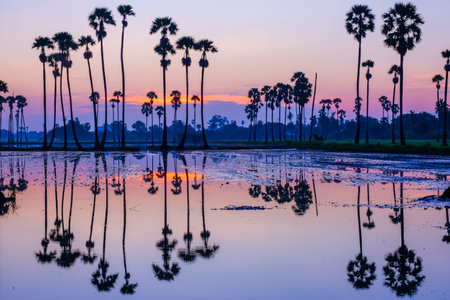 Sugar palm trees on the paddy field in sunrise, Pathum Thani Province, Thailand