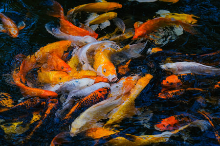 Fancy Carp swimming in the pond, Fancy Carp are golden,