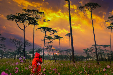 Tourists in red rain wear and take pictures in the morning Naga Flower field at Phu Soi Dao National Park.の写真素材