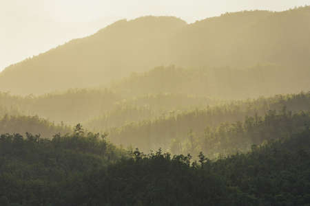Forested   mountain slope in mist in a scenic landscape viewの写真素材