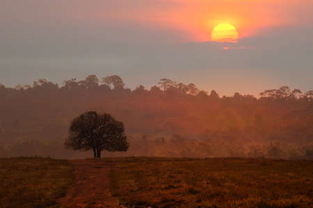 Early morning beautiful forest landscape silhouetteの写真素材
