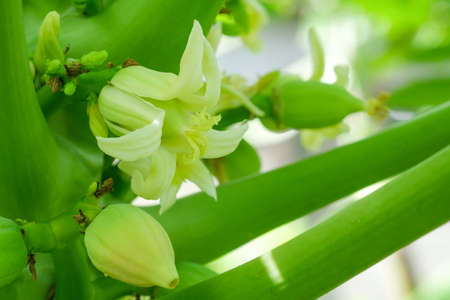 Papaya flowers and buds . Papaya flower is white. Papaya flower are blooming.の写真素材