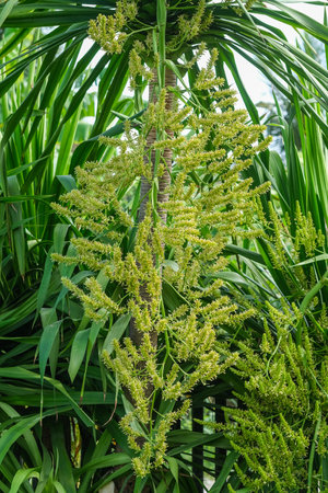 Dracaena loureiri gagnep flowers, Agavaceae flowers. Dracaena cochinchinensis flowers on tree.の写真素材