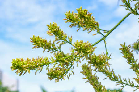 Dracaena loureiri gagnep flowers, Agavaceae flowers. Dracaena cochinchinensis flowers on tree.の写真素材