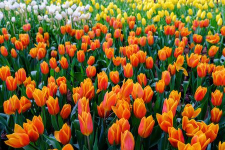 Beautiful color bouquet of tulips  in spring
