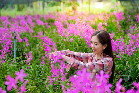 A woman gardener cuts purple orchids in the garden for sale in the morning.の写真素材