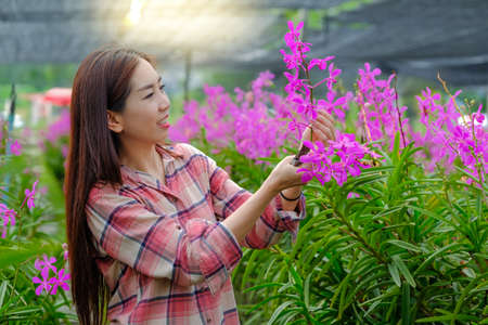 A woman gardener cuts purple orchids in the garden for sale in the morning.の写真素材