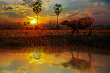 Water buffalo walking on the ditch at sunsetの写真素材