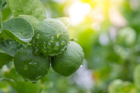 Green lemons hanging on tree with morning sunlightの写真素材